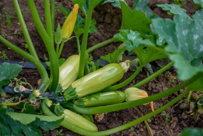 Какой сорт кабачков самый урожайный - выбираем для теплицы и открытогогрунта — УНИАН